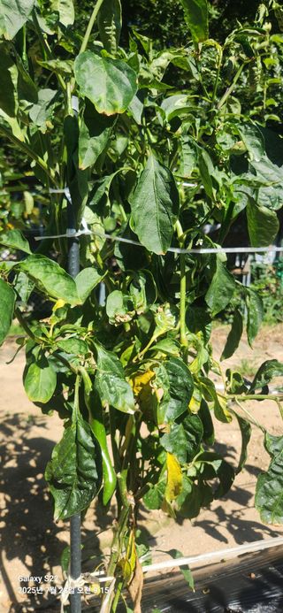 붉은바구 님의 고추 · 병해충상담 작성글 사진