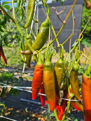 조호정님의 고추 · 병해충상담 작성글 사진