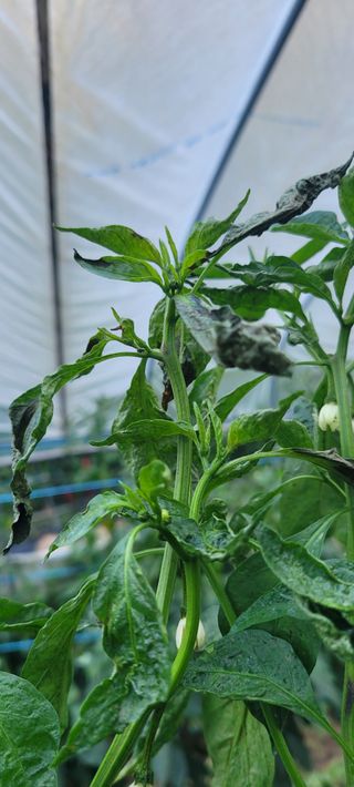 이태희님의 고추 · 병해충상담 작성글 사진