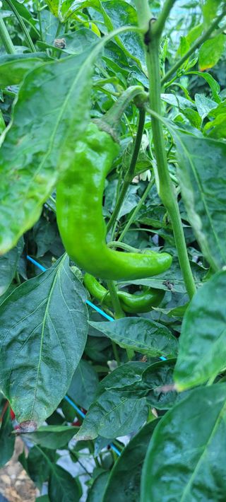 이태희님의 고추 · 병해충상담 작성글 사진