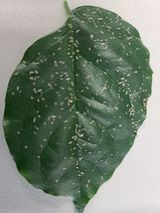 팜모닝 기타작물·병해충상담 게시글 이미지