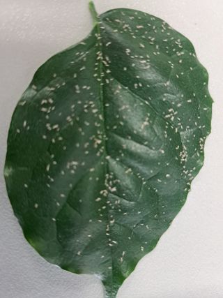 벼13494님의 기타작물 · 병해충상담 작성글 사진