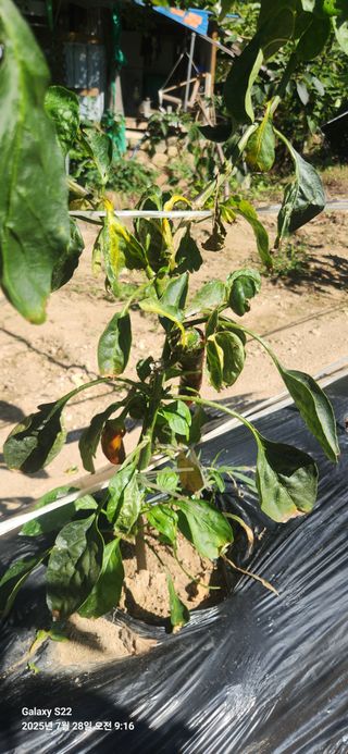 붉은바구 님의 고추 · 병해충상담 작성글 사진