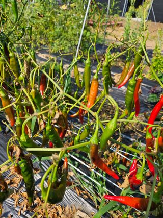 조호정님의 고추 · 병해충상담 작성글 사진