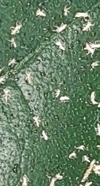 벼13494님의 기타작물 · 병해충상담 작성글 사진