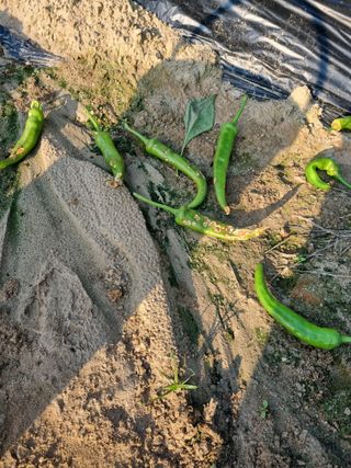 원근희님의 고추 · 병해충상담 작성글 사진