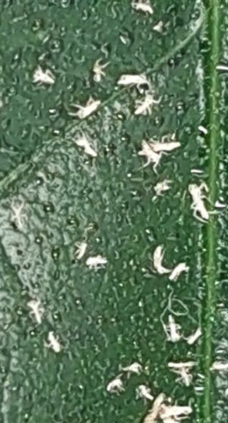 벼13494님의 기타작물 · 병해충상담 작성글 사진