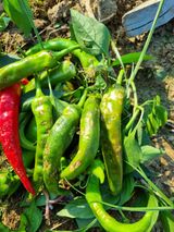 팜모닝 고추·병해충상담 게시글 이미지