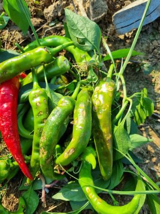 원근희님의 고추 · 병해충상담 작성글 사진