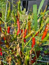 팜모닝 고추·병해충상담 게시글 이미지