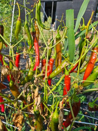 조호정님의 고추 · 병해충상담 작성글 사진