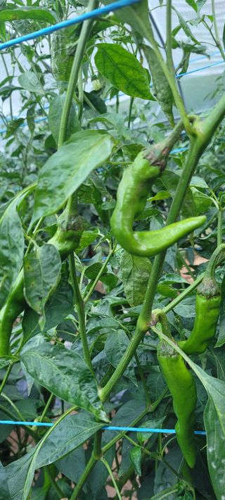 이태희님의 고추 · 병해충상담 작성글 사진