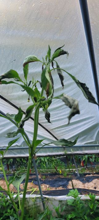 이태희님의 고추 · 병해충상담 작성글 사진