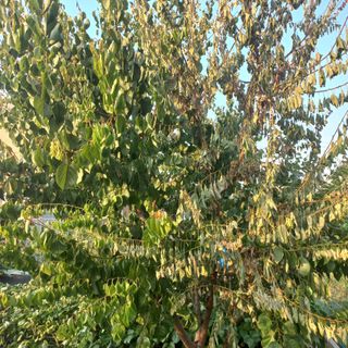 김수호님의 기타작물 · 병해충상담 작성글 사진