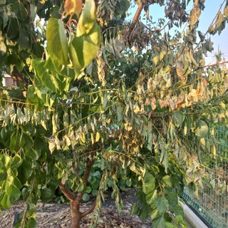 김수호님의 기타작물 · 병해충상담 작성글 사진