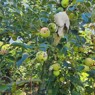 하동삼삼오오님의 사과 · 병해충상담 작성글 사진