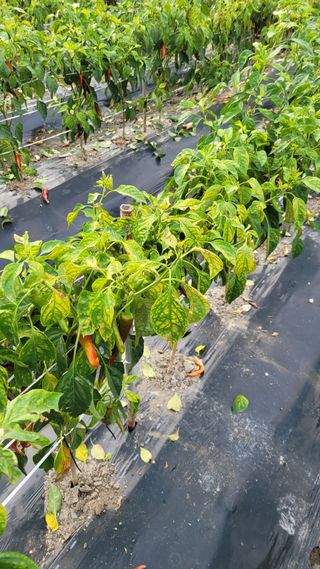 부여농부님의 고추 · 병해충상담 작성글 사진