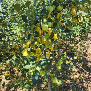 하동삼삼오오님의 사과 · 병해충상담 작성글 사진