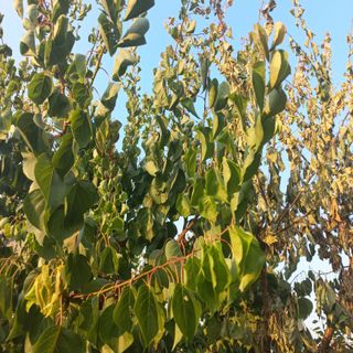 김수호님의 기타작물 · 병해충상담 작성글 사진