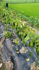 팜모닝 고추·병해충상담 게시글 이미지