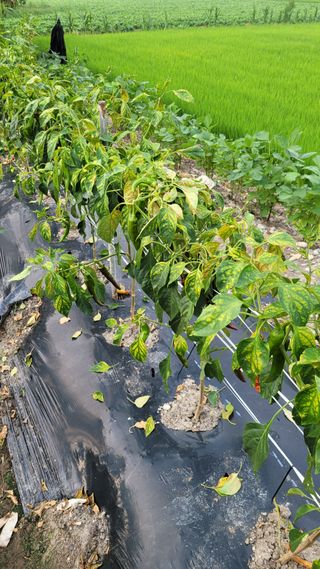 부여농부님의 고추 · 병해충상담 작성글 사진