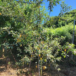 하동삼삼오오님의 사과 · 병해충상담 작성글 사진
