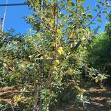 팜모닝 사과·병해충상담 게시글 이미지