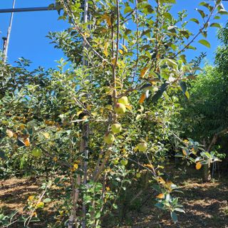 하동삼삼오오님의 사과 · 병해충상담 작성글 사진