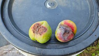 박성춘님의 자두 · 병해충상담 작성글 사진