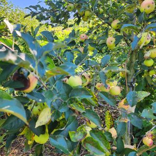 하동삼삼오오님의 사과 · 병해충상담 작성글 사진