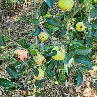 하동삼삼오오님의 사과 · 병해충상담 작성글 사진
