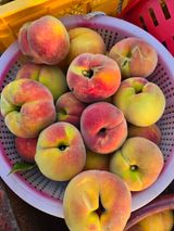 팜모닝 복숭아·병해충상담 게시글 이미지