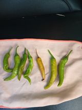 팜모닝 고추·병해충상담 게시글 이미지