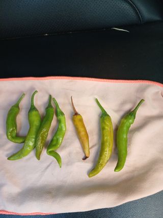 명장님의 고추 · 병해충상담 작성글 사진