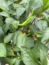 팜모닝 고추·병해충상담 게시글 이미지