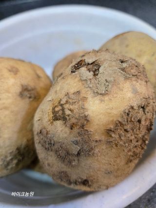 팜모닝회원 바이크농원님의 감자 · 병해충상담 작성글 사진
