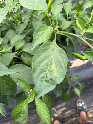 김지환님의 고추 · 병해충상담 작성글 사진