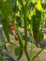 팜모닝 고추·병해충상담 게시글 이미지