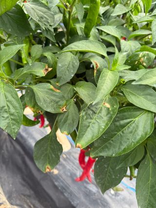 김지환님의 고추 · 병해충상담 작성글 사진