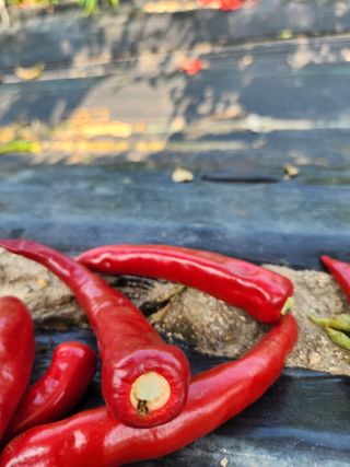 오가네농장님의 고추 · 병해충상담 작성글 사진