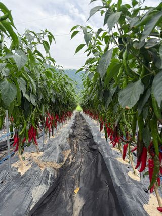 김지환님의 고추 · 병해충상담 작성글 사진