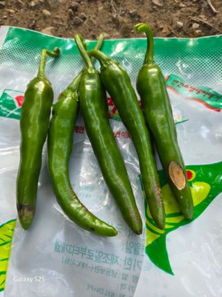 영자님의 고추 · 병해충상담 작성글 사진