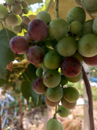 한학수님의 파 · 병해충상담 작성글 사진