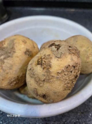 팜모닝회원 바이크농원님의 감자 · 병해충상담 작성글 사진