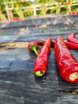 팜모닝 고추·병해충상담 게시글 이미지