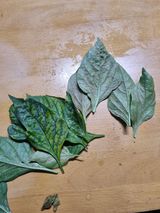 팜모닝 고추·병해충상담 게시글 이미지