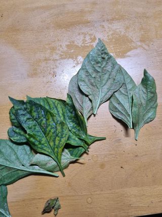 오이19196님의 고추 · 병해충상담 작성글 사진