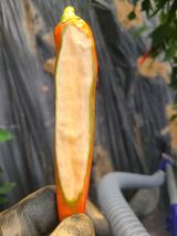 팜모닝 고추·병해충상담 게시글 이미지