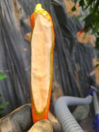 호박18464님의 고추 · 병해충상담 작성글 사진