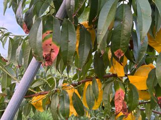 님의 복숭아 · 병해충상담 작성글 사진